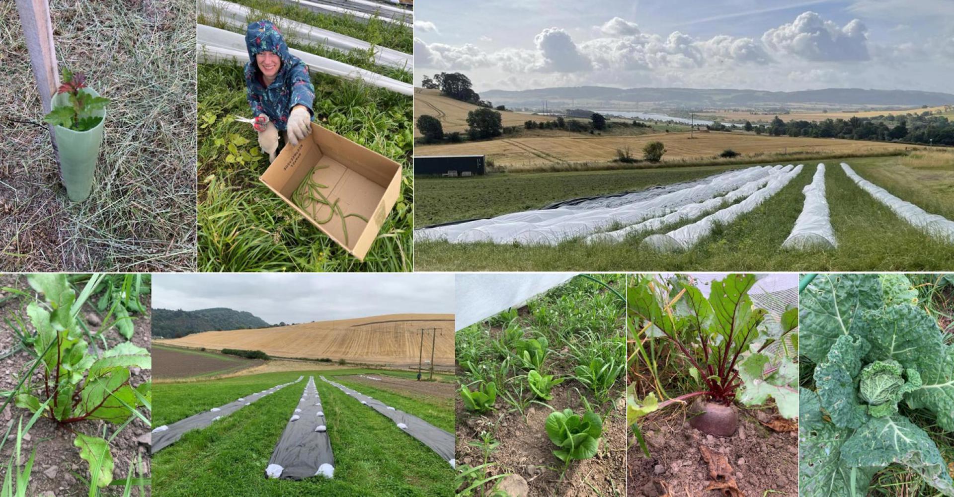 DVC Agroforestry Farm
