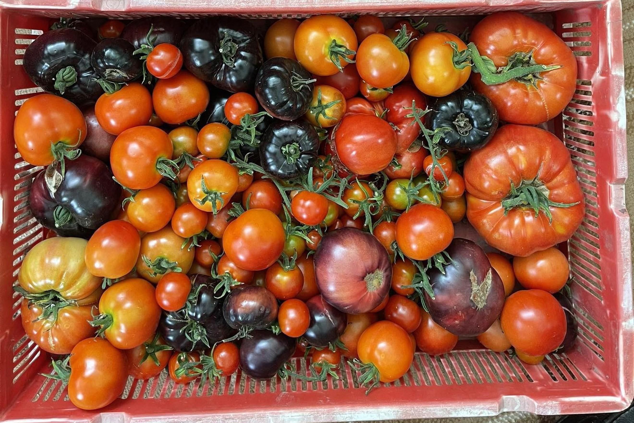 Tomatoes, mixed